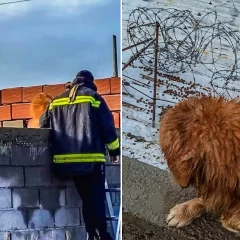 Rescataron a un perro que quedó enganchado en un alambre de púas sobre un techo