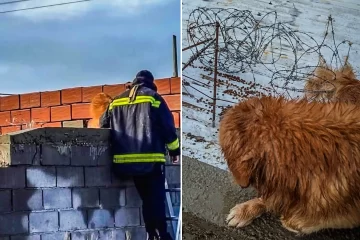 Rescataron a un perro que quedó enganchado en un alambre de púas sobre un techo Rescataron a un perro que quedó enganchado en un alambre de púas sobre un techo