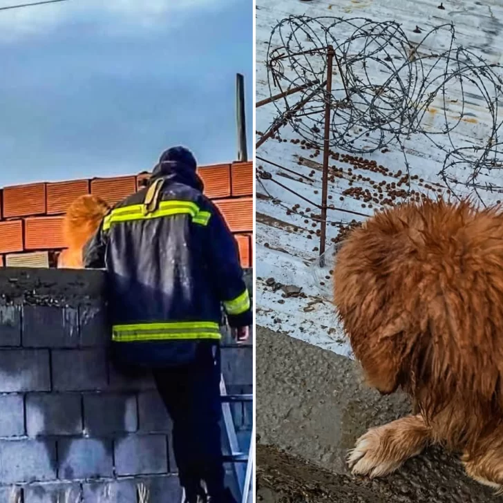 Rescataron a un perro que quedó enganchado en un alambre de púas sobre un techo Rescataron a un perro que quedó enganchado en un alambre de púas sobre un techo