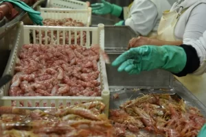 La pesca marítima creció 16% en 2026, en Santa Cruz los desembarcos superaron las 103 mil toneladas La pesca marítima creció 16% en 2026, en Santa Cruz los desembarcos superaron las 103 mil toneladas