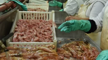 La pesca marítima creció 16% en 2026, en Santa Cruz los desembarcos superaron las 103 mil toneladas La pesca marítima creció 16% en 2026, en Santa Cruz los desembarcos superaron las 103 mil toneladas