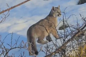 Video. Avistaron a una puma con dos cachorros en el camino de ingreso al Glaciar Perito Moreno y piden transitar con precaución Video. Avistaron a una puma con dos cachorros en el camino de ingreso al Glaciar Perito Moreno y piden transitar con precaución