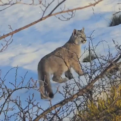 Video. Avistaron a una puma con dos cachorros en el camino de ingreso al Glaciar Perito Moreno y piden transitar con precaución Video. Avistaron a una puma con dos cachorros en el camino de ingreso al Glaciar Perito Moreno y piden transitar con precaución