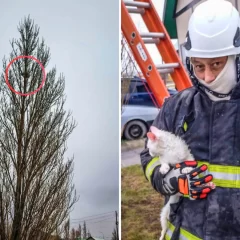Rescataron a un gatito que quedó atrapado en la copa de un árbol