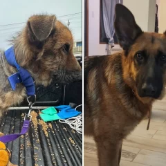 Se cumple un año del rescate de Roque, el perro que fue encontrado en total abandono en Río Gallegos