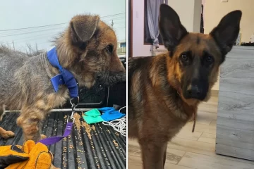 Se cumple un año del rescate de Roque, el perro que fue encontrado en total abandono en Río Gallegos Se cumple un año del rescate de Roque, el perro que fue encontrado en total abandono en Río Gallegos