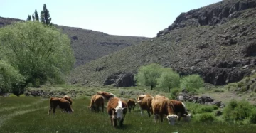 Con poco movimiento en Santa Cruz, la ganadería patagónica cerró julio con subas dispares Con poco movimiento en Santa Cruz, la ganadería patagónica cerró julio con subas dispares