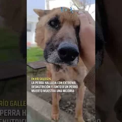 Río Gallegos: La perra hallada con desnutrición y junto a un perro muerto muestra una mejoría