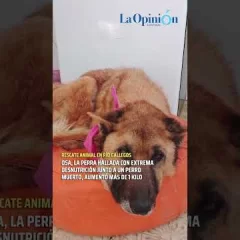 Osa, la perra hallada con extrema desnutrición en Río Gallegos, aumentó más de 1 kilo