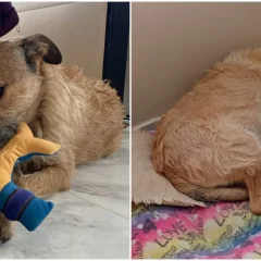 “¡Max consiguió familia!”: el perro que fue rescatado y que casi se queda sin techo, ya tiene hogar