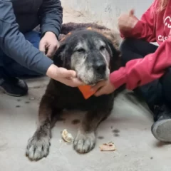 Final feliz para Negrito: después de 15 años en las calles, encontró un hogar
