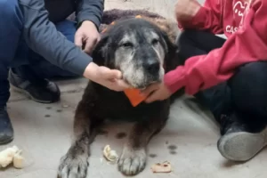 Final feliz para Negrito: después de 15 años en las calles, encontró un hogar