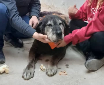 Final feliz para Negrito: después de 15 años en las calles, encontró un hogar Final feliz para Negrito: después de 15 años en las calles, encontró un hogar