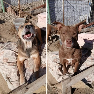 Meses atrás les arrojaron carne con vidrio y hoy buscan una nueva oportunidad: “Siguen juntitos y esperando ser adoptados” Meses atrás les arrojaron carne con vidrio y hoy buscan una nueva oportunidad: “Siguen juntitos y esperando ser adoptados”