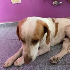“Tobías” espera ser adoptado en Caleta Olivia: fue abandonado, tuvo moquillo y necesita atención veterinaria