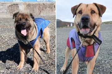 Patón y Osito, dos hermanos inseparables que esperan una familia que los adopte juntos Patón y Osito, dos hermanos inseparables que esperan una familia que los adopte juntos