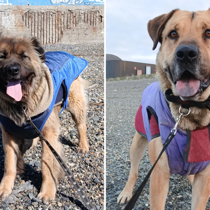Patón y Osito, dos hermanos inseparables que esperan una familia que los adopte juntos Patón y Osito, dos hermanos inseparables que esperan una familia que los adopte juntos
