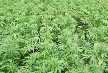 El Gobierno estableció nuevas licencias para producir y comercializar cáñamo con fin hortícola El Gobierno estableció nuevas licencias para producir y comercializar cáñamo con fin hortícola