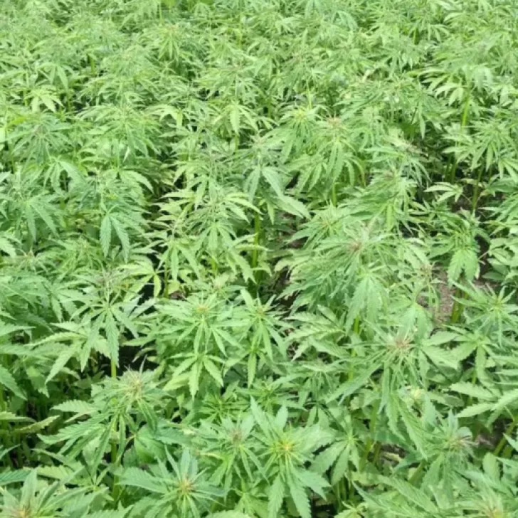 El Gobierno estableció nuevas licencias para producir y comercializar cáñamo con fin hortícola El Gobierno estableció nuevas licencias para producir y comercializar cáñamo con fin hortícola