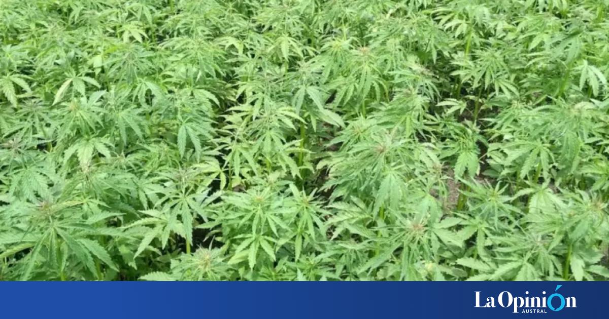 El Gobierno estableció nuevas licencias para producir y comercializar cáñamo con fin hortícola