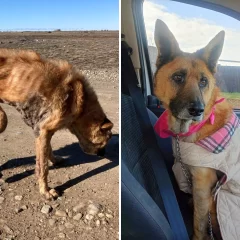 Osa, la perra hallada con extrema desnutrición junto a un animal muerto, ya tiene familia