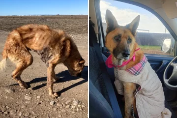Osa, la perra hallada con extrema desnutrición junto a un animal muerto, ya tiene familia Osa, la perra hallada con extrema desnutrición junto a un animal muerto, ya tiene familia