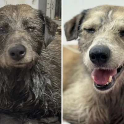 Nico, el perro rescatado de un charco de petróleo, fue dado de alta y está en adopción: “Listo para comenzar una nueva vida”