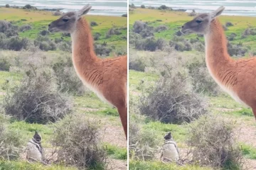 “¡Kowalski, informe de situación!”: el divertido encuentro entre un pingüino y un guanaco en la Patagonia “¡Kowalski, informe de situación!”: el divertido encuentro entre un pingüino y un guanaco en la Patagonia