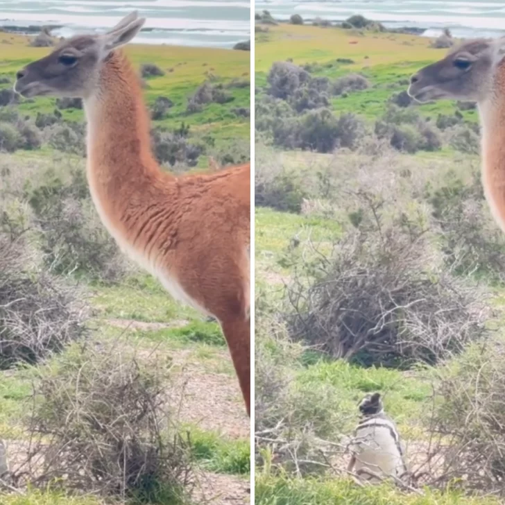 “¡Kowalski, informe de situación!”: el divertido encuentro entre un pingüino y un guanaco en la Patagonia “¡Kowalski, informe de situación!”: el divertido encuentro entre un pingüino y un guanaco en la Patagonia
