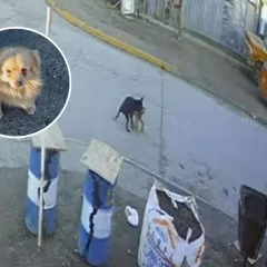 Perros en Río Gallegos: ¿Qué pasó con Floki? Difundieron un video que muestra que no fue atacada por una dogo