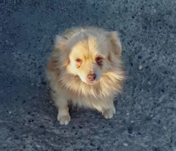 “No hace falta esperar a que ataque a un niño”: el dolor de la dueña “Floki”, la perra que murió tras ser atacada por un dogo “No hace falta esperar a que ataque a un niño”: el dolor de la dueña “Floki”, la perra que murió tras ser atacada por un dogo