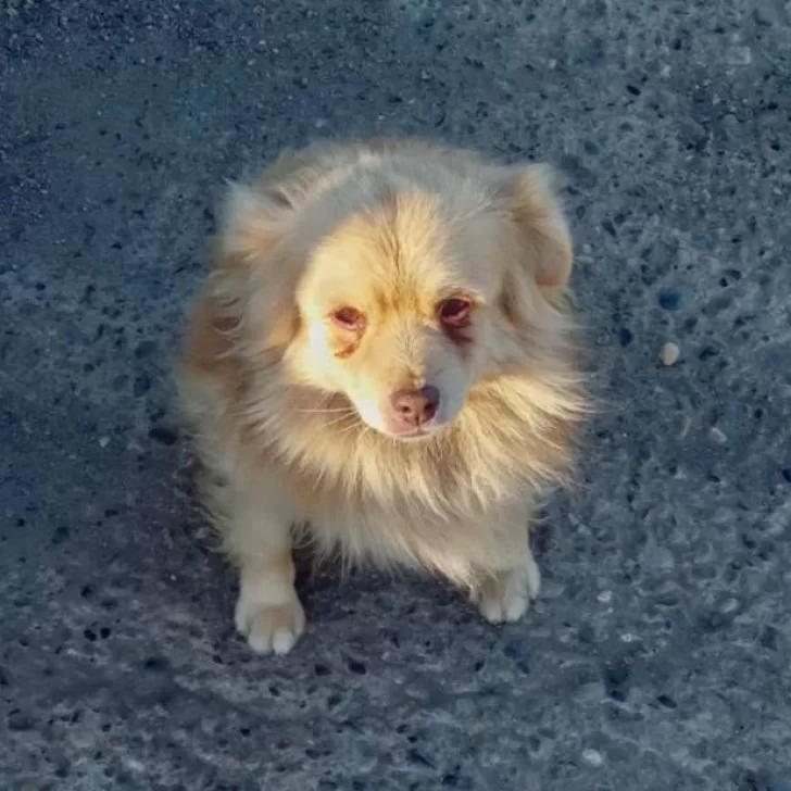 “No hace falta esperar a que ataque a un niño”: el dolor de la dueña “Floki”, la perra que murió tras ser atacada por un dogo “No hace falta esperar a que ataque a un niño”: el dolor de la dueña “Floki”, la perra que murió tras ser atacada por un dogo