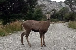 El Parque Nacional Los Glaciares realizará una charla abierta sobre la conservación del huemul El Parque Nacional Los Glaciares realizará una charla abierta sobre la conservación del huemul