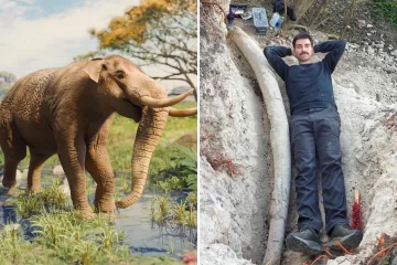 En provincia de Buenos Aires: hallaron el colmillo de mastodonte más grande de Sudamérica En provincia de Buenos Aires: hallaron el colmillo de mastodonte más grande de Sudamérica