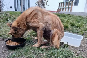 La perra hallada con extrema desnutrición y junto a un perro muerto muestra una mejoría: “Hoy nos sorprendió” La perra hallada con extrema desnutrición y junto a un perro muerto muestra una mejoría: “Hoy nos sorprendió”