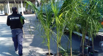 Detectaron un peligroso cargamento de palmeras irregulares en la Ruta 3 antes de su ingreso a Santa Cruz Detectaron un peligroso cargamento de palmeras irregulares en la Ruta 3 antes de su ingreso a Santa Cruz