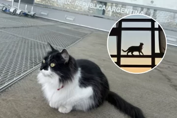 Perla, la gata que vive en el aeropuerto de El Calafate y se ganó el cariño de pasajeros y trabajadores Perla, la gata que vive en el aeropuerto de El Calafate y se ganó el cariño de pasajeros y trabajadores