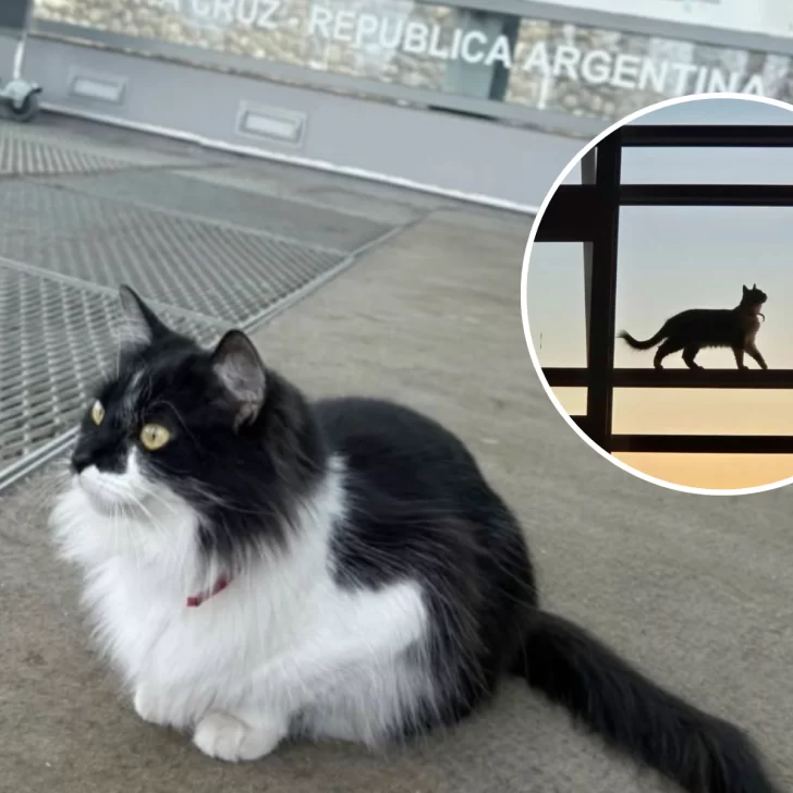 Perla, la gata que vive en el aeropuerto de El Calafate y se ganó el cariño de pasajeros y trabajadores Perla, la gata que vive en el aeropuerto de El Calafate y se ganó el cariño de pasajeros y trabajadores