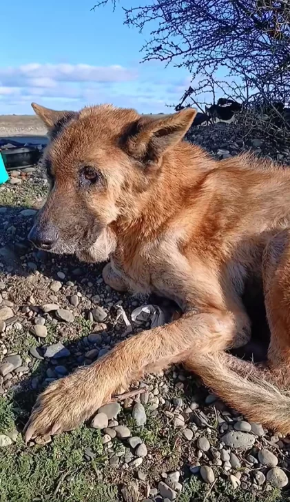 Abandonaron a una perrita con extrema desnutrición y sarna en un descampado de Río Gallegos: “Le dejaron una cucha y un perro muerto al lado”