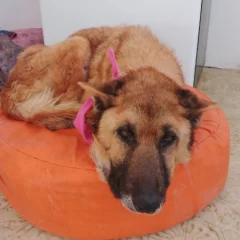 Osa, la perra hallada con extrema desnutrición junto a un perro muerto, aumentó más de 1 kilo