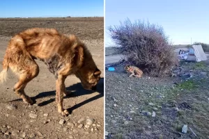 Abandonaron a una perrita con extrema desnutrición y sarna en un descampado de Río Gallegos: “Le dejaron una cucha y un perro muerto al lado” Abandonaron a una perrita con extrema desnutrición y sarna en un descampado de Río Gallegos: “Le dejaron una cucha y un perro muerto al lado”