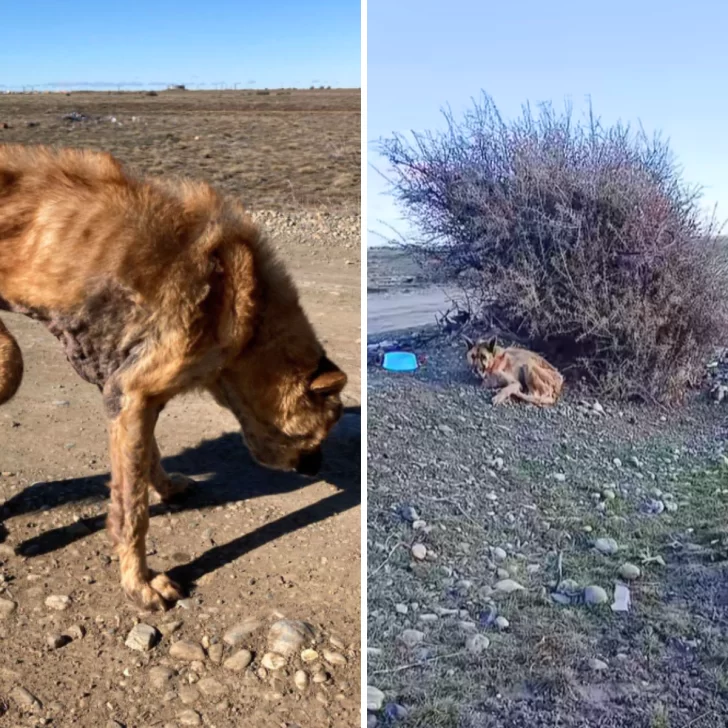 Abandonaron a una perrita con extrema desnutrición y sarna en un descampado de Río Gallegos: “Le dejaron una cucha y un perro muerto al lado” Abandonaron a una perrita con extrema desnutrición y sarna en un descampado de Río Gallegos: “Le dejaron una cucha y un perro muerto al lado”