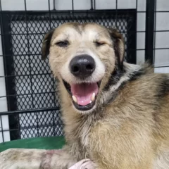 Nico, el perro rescatado de un charco de petróleo, continuará en observación tras sufrir una convulsión