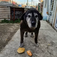 Negrito busca una familia en Río Gallegos: tiene 15 años y necesita un hogar para sus últimos años