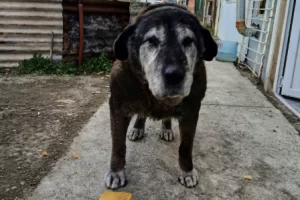 Negrito busca una familia en Río Gallegos: tiene 15 años y necesita un hogar para sus últimos años Negrito busca una familia en Río Gallegos: tiene 15 años y necesita un hogar para sus últimos años
