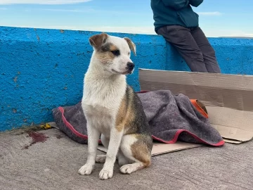 Dramático rescate de dos perros que cayeron al mar: uno de ellos sufrió daños en las patas Dramático rescate de dos perros que cayeron al mar: uno de ellos sufrió daños en las patas