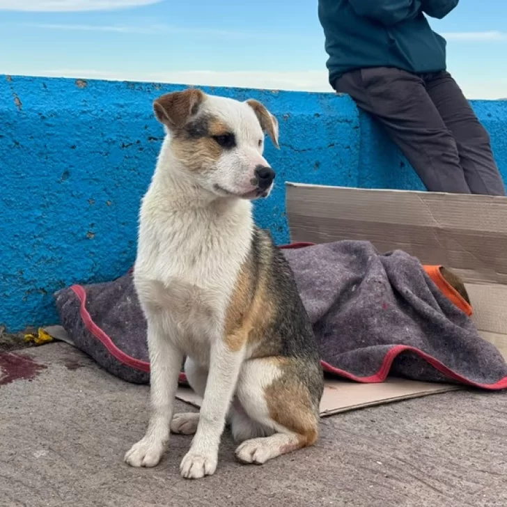 Dramático rescate de dos perros que cayeron al mar: uno de ellos sufrió daños en las patas Dramático rescate de dos perros que cayeron al mar: uno de ellos sufrió daños en las patas