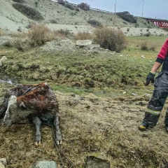 Rescataron a una vaca atrapada en el barro de un desagüe cerca del Río Santa Cruz