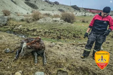 Rescataron a una vaca atrapada en el barro de un desagüe cerca del Río Santa Cruz Rescataron a una vaca atrapada en el barro de un desagüe cerca del Río Santa Cruz