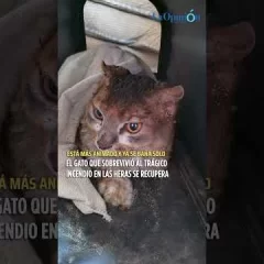 Esperanza en medio de la tragedia: el gato sobreviviente al incendio en Las Heras se recupera